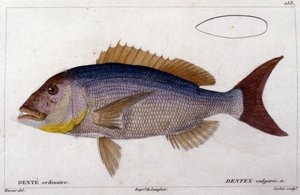 Le dentex nach „Histoire naturelle des poissons“ von Cuvier, Valenciennes, Paris