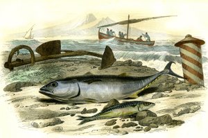 Der Thunfisch (Scomber Thynnus), die Makrele (Scomber Scombrus) - Tafel aus Histoire Naturelle von Bernard Germain de Lacepede
