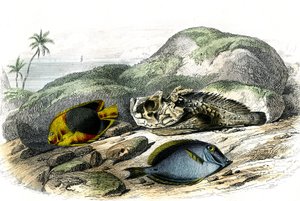 Le tricolore (Holocanthus tricolor), der Schreckliche und der Chirurg (Acanthurus Surgery) - Tafel aus Histoire Naturelle von Bernard Germain de Lacepede, Ausgabe P.Furme, Paris