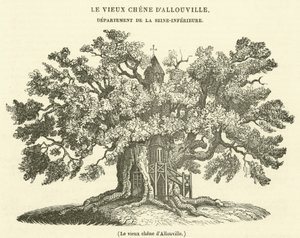 Die alte Eiche von Allouville