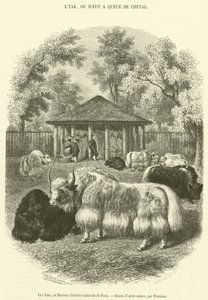 Die Yaks im Naturkundemuseum von Paris von French School