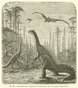 Die Dinosaurier, Stegosaurus und Compsognathus, in einer Landschaft von Araukarien (Gravur) von French School