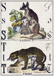 Buchstabe S Sarigue (Opossum); T Tiger. Gravur in „Alphabet der wilden Tiere“. 9. Serie. Bildsprache von Epinal, Pellerin, Drucker-Verleger, um 1870. Holzschnitte, schabloniert. 16 Seiten. Private Sammlung