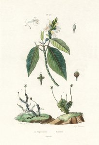 Lebermoos