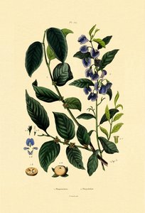 Lotuspflaume