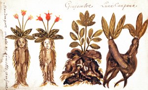 Alraune, Ingwer, Luna Campana
