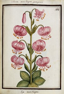 Türkenbundlilie, ca. 1700