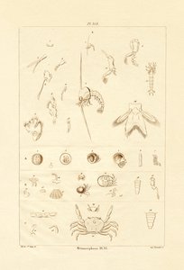 Metamorphose von French School