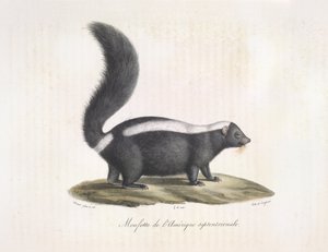 Stinktier, aus Histoire Naturelle des Mammifères von French School