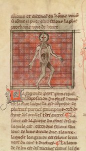 Anatomische Figur, aus La Chirurgie de Maitre Henri de Mondeville von French School