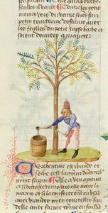 Ms Est 28 M.5.9 fol.165r Sammeln von Terpentin, aus Grand Herbier von Pedanius Dioscorides (ca. 40-90 n. Chr.) von French School
