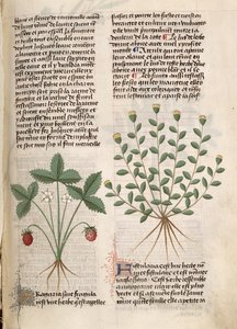 Ms Est 28 M 5.9 fol.75r Erdbeerpflanze, aus 