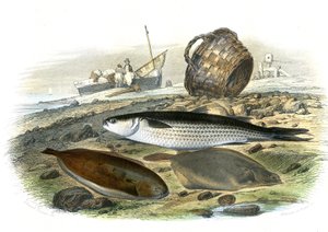 Meeräsche (Mugilidae), Seezunge (Solea Vulgaris), Limande (Microstomus Kitt) - Tafel aus Naturgeschichte von Bernard Germain de Lacepede (1856-1925), Ausgabe P.Furme, Paris