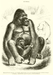 Naturhistorisches Museum, Der Gorilla von French School