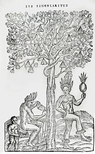 Nana fuit, Heilpflanze, Illustration aus Singularitäten von Frankreich Antarctique, von Andre de Thevet, 1558