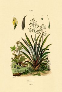 Neuseeländischer Flachs