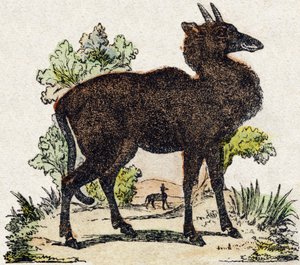 Nyl-ghau (Nyl ghau, indisches Tier). Gravur in "Alphabet des animaux sauvages". 9. Serie. Bildersammlung von Epinal, Pellerin, Drucker-Verleger, um 1870. Holzschnitte, schabloniert. 16 Seiten. Dim: 20 x 15 cm. Private Sammlung von French School