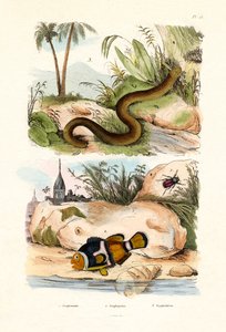 Orange Clownfisch, 1833-39