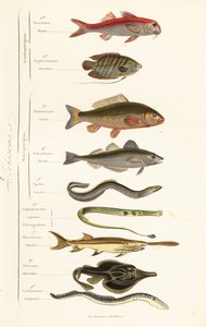 Ordnungen der Fische