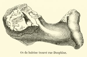 Walknochen in der Rue Dauphine gefunden