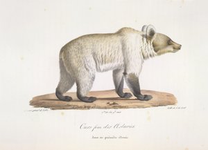 Weiblicher spanischer Braunbär, aus Histoire Naturelle des Mammifères von French School