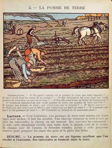 Seite aus einem Schulbuch, das den Kartoffelanbau illustriert, ca. 1910