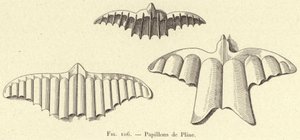 Schmetterlinge von Plinius von French School
