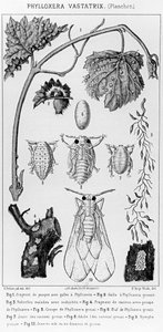 Phylloxera Vastatrix, ca. 1850