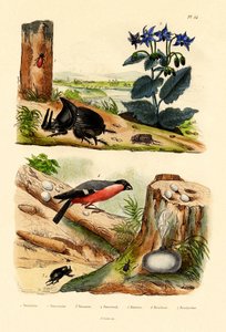 Kiefernkäfer