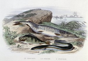 Fische: Der Hecht, der Barsch, der Aal - in „Histoire Naturelle“ von Lacépède, Hrsg. Furne, Paris