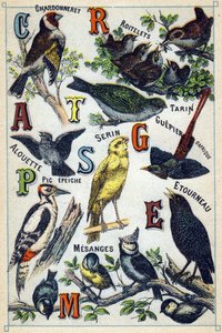 Tafel 1: Stieglitz, Goldhähnchen, Zeisig, Lerche, Girlitz, Bienenfresser, Specht, Star, Meisen. Gravur in "Syllabary alphabet of birds". Serie A. Pellerin et Cie, Drucker-Verleger, Epinal, Ende des 19. Jahrhunderts. Chromolithographien. Kleines 8-seitiges 