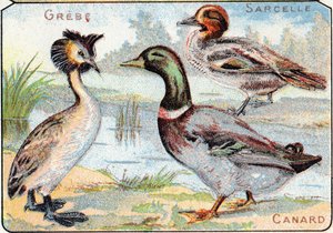 Tafel 2: Haubentaucher, Krickente, Ente. Gravur in "Syllabary alphabet of birds and reptiles". Serie A. Pellerin et Cie, Drucker-Verleger, Epinal, Ende des 19. Jahrhunderts. Chromolithographien. Kleines 8-seitiges Werbealbum mit einem Silbenalphabet und ei
