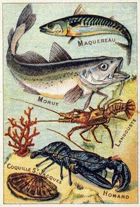 Tafel 2: Makrele, Kabeljau, Hummer, Jakobsmuschel, Hummer. Gravur in "Syllabary alphabet of sea and freshwater fish"