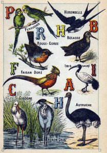 Tafel 4: Sittiche, Schwalbe, Rotkehlchen, Buche, Goldfasan, Heiliger Ibis, Storch, Strauß, Graureiher. Gravur in "Syllabary alphabet of birds"