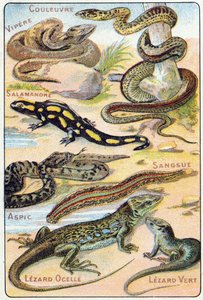 Tafel 4: Schlange, Viper, Salamander, Aspik, Blutegel, Ocellierter Eidechse, Grüner Eidechse. Gravur in "Syllabary alphabet of birds and reptiles". Serie A. Pellerin et Cie, Drucker-Verleger, Epinal, Ende des 19. Jahrhunderts. Chromolithographien. von French School