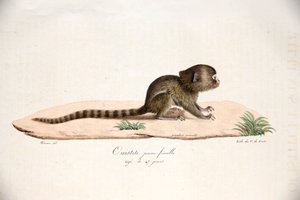 Zwergseidenäffchen, aus Histoire Naturelle des Mammifères, mit Originalfiguren, von Étienne Geoffroy Saint-Hilaire & Frédéric Cuvier, 1824-42 von French School
