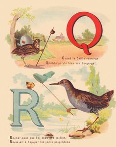 Q: Wachtel, Wasserralle von French School