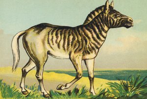 Q wie Quagga (oder Couagga, Zebra-Unterart ausgestorben 1883) von French School