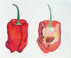Roter Pfeffer, botanische Tafel (Aquarell auf Papier)