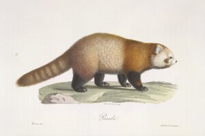 Roter Panda, Ailurus fulgens, aus Histoire Naturelle des Mammifères von French School
