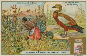 Rostgans; Entenjagd in Afrika von French School