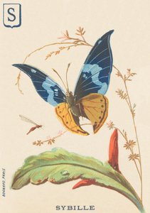 S: Sybil von French School