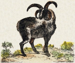 Schaf. Gravur in "Alphabet des animaux sauvages". 9. Serie. Bilder von Epinal, Pellerin, Drucker-Verleger, um 1870. Holzschnitte, schabloniert. 16 Seiten. Dim: 20 x 15 cm. Private Sammlung. von French School