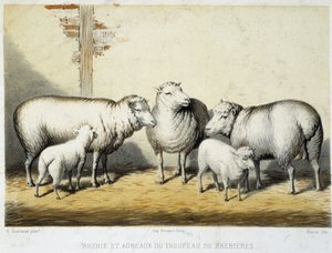 Schafe und Lämmer der Herde von Brebières - Lithografie