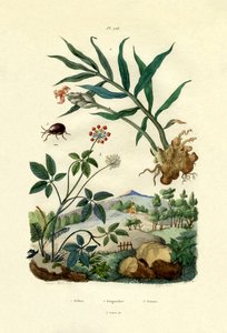 Glänzender Spinnenkäfer, 1833-39 von French School