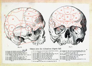 Schädel mit phrenologischen Angaben nach Franz Josef Gall