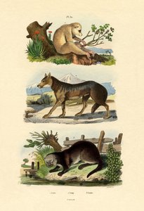 Faultieraffe