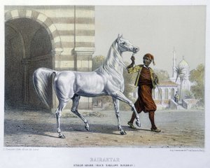 Arabischer Hengst, Bairaktar