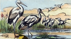 Storch. Gravur in "Buffon Alphabet des Oiseaux n 1" von French School