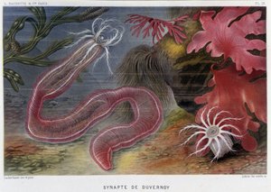 Sunapte de Duvernoy - in „Die Welt des Meeres“ von Alfred Fredol. Hrsg. Paris, Hachette von French School